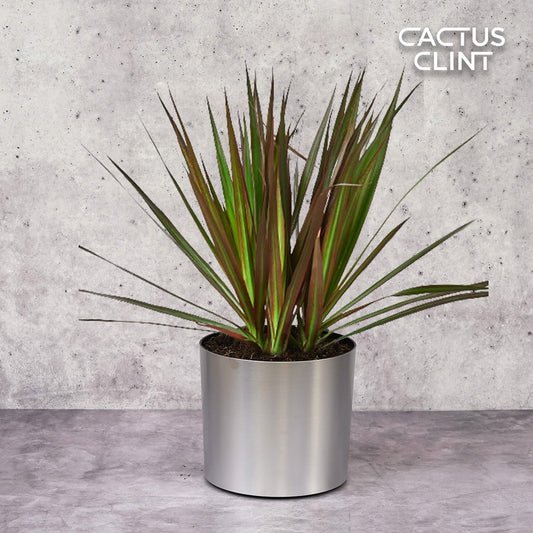 Dracaena 'Marginata Magenta' | Cactus Clint