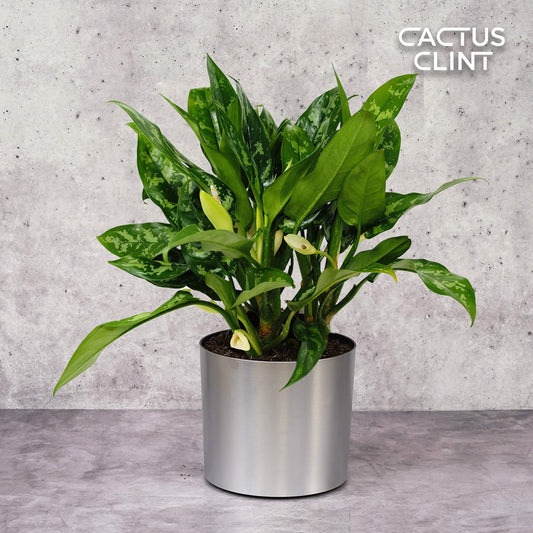 Chinese Evergreen 'Maria' | Cactus Clint