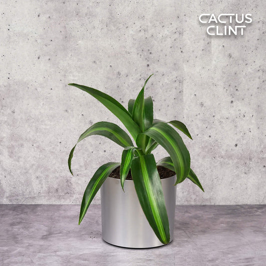Dracaena 'Massangeana' - 4" Pot | Cactus Clint