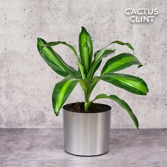 Dracaena Massangeana | Cactus Clint