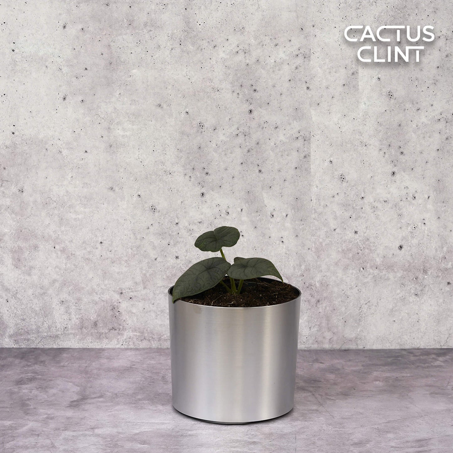 Alocasia 'Melo' | Cactus Clint