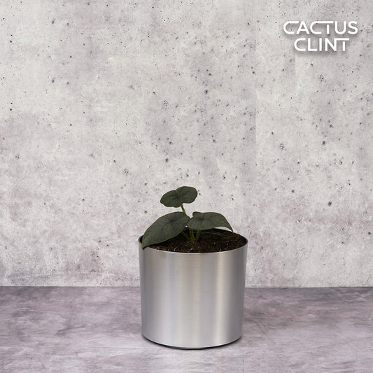 Alocasia 'Melo' | Cactus Clint