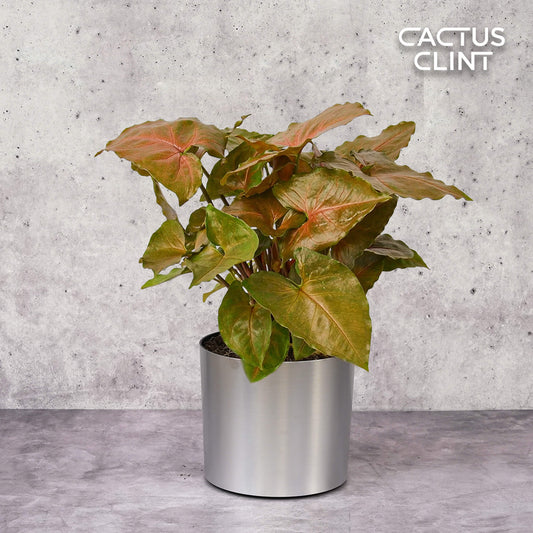 Syngonium Merry | Cactus Clint