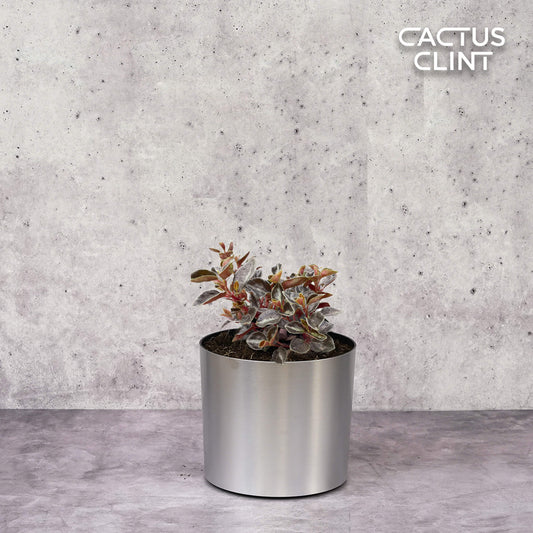 Peperomia 'Metallica' | Cactus Clint