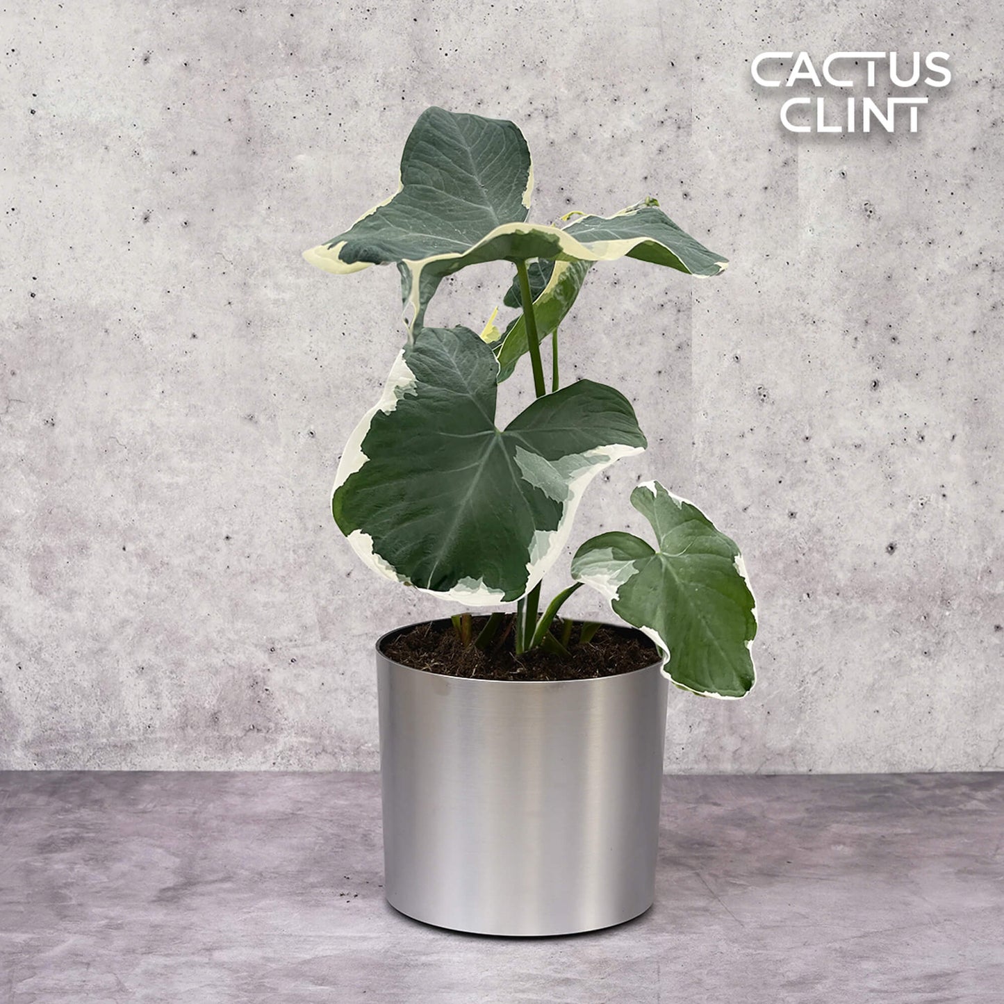Alocasia 'Mickey Mouse' (Xanthosoma sagittifolium 'Variegatum Monstrosum') | Cactus Clint