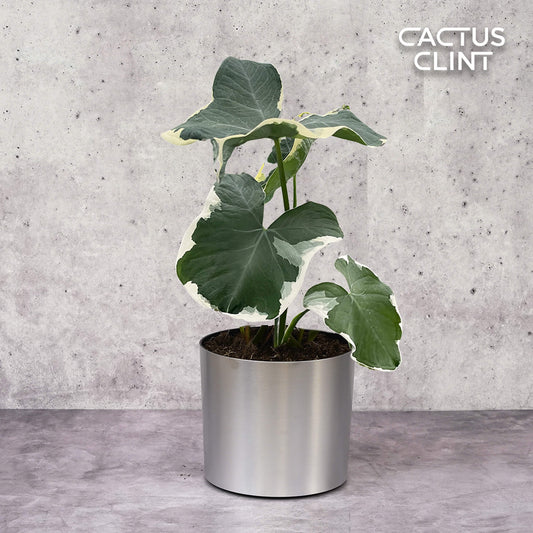 Alocasia 'Mickey Mouse' (Xanthosoma sagittifolium 'Variegatum Monstrosum') | Cactus Clint