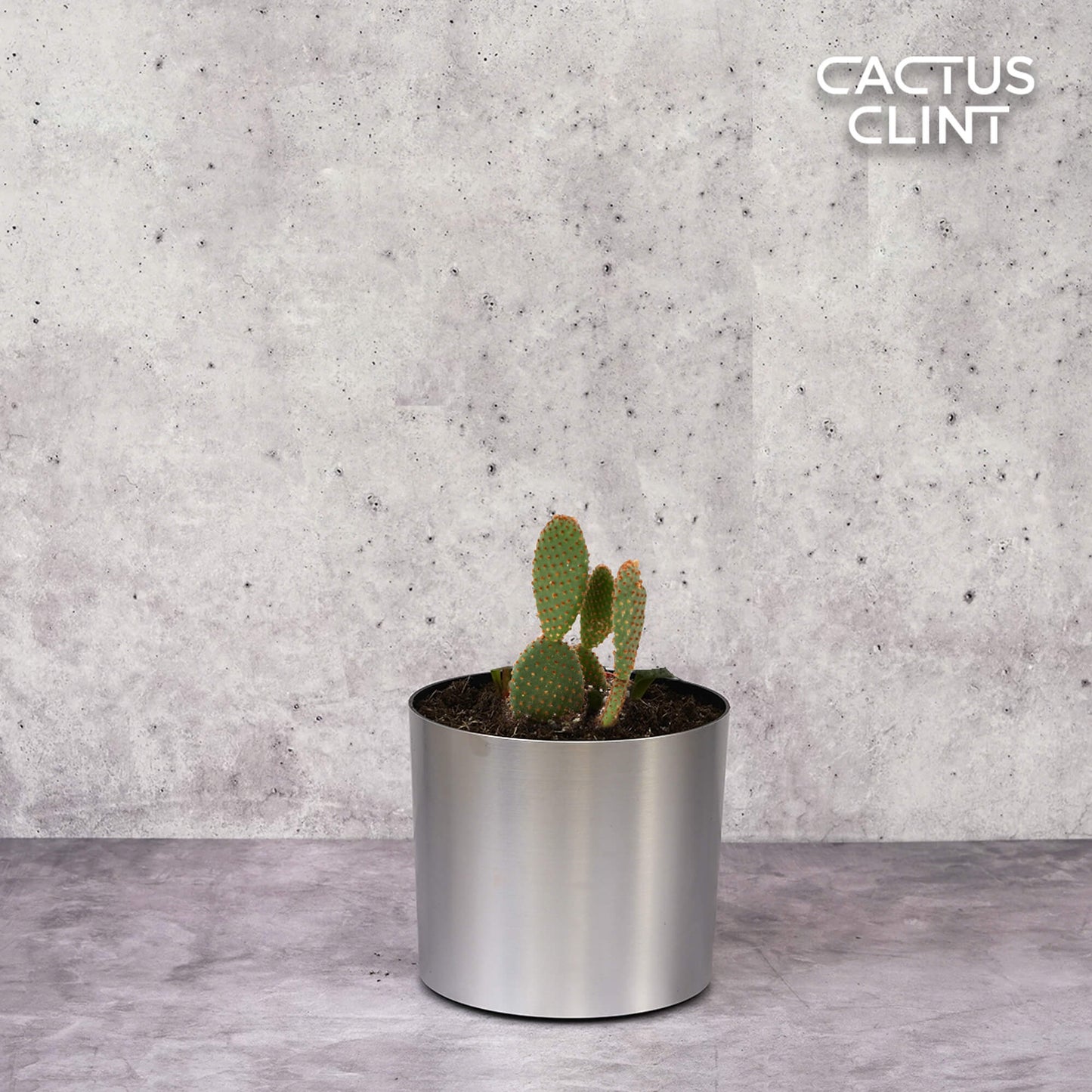 Opuntia 'Microdasys' (Bunny Ear Cactus) | Cactus Clint