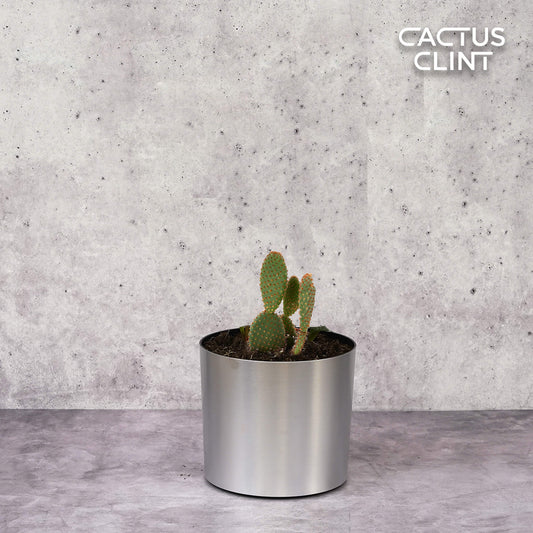 Opuntia 'Microdasys' (Bunny Ear Cactus) | Cactus Clint
