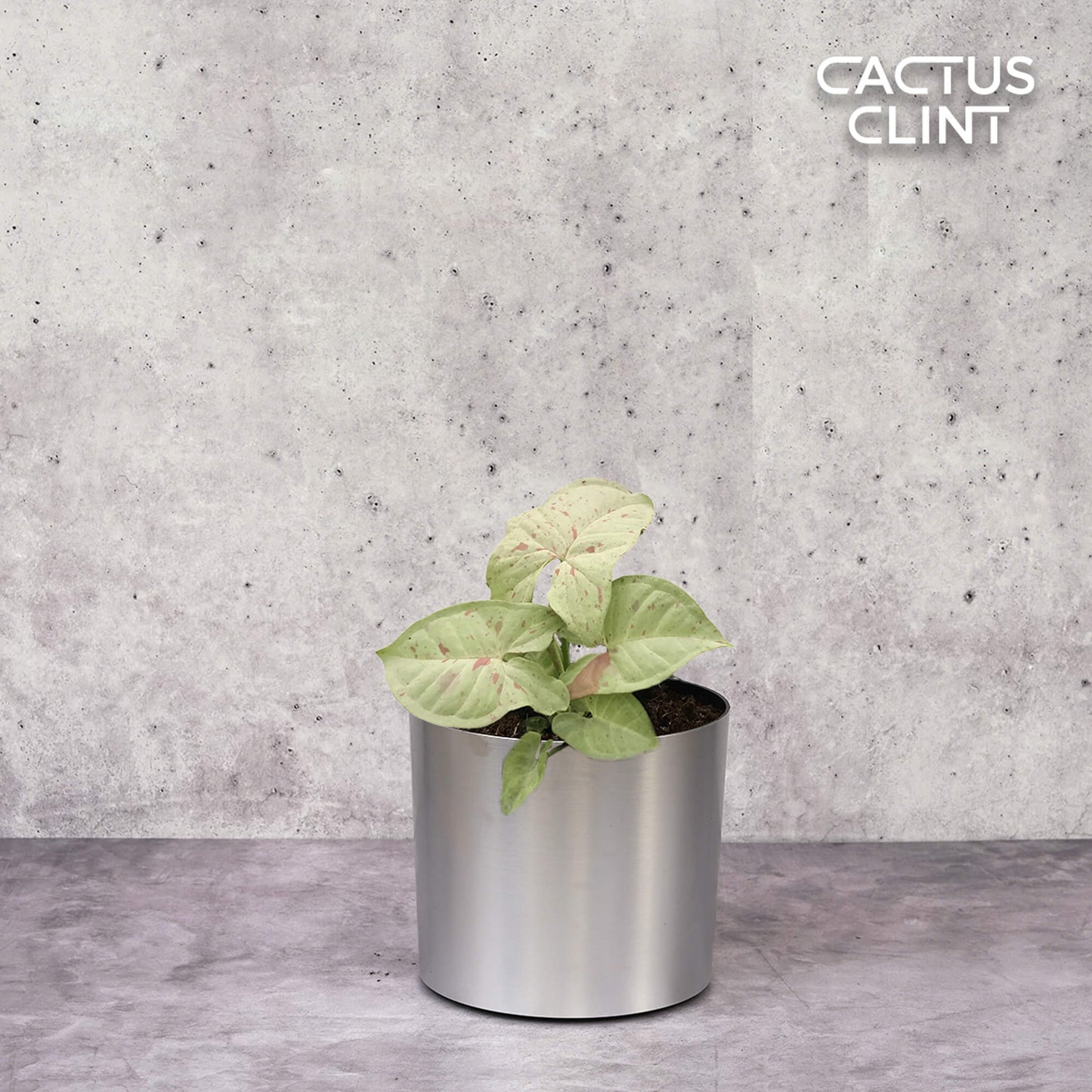Syngonium 'Milk Confetti' | Cactus Clint