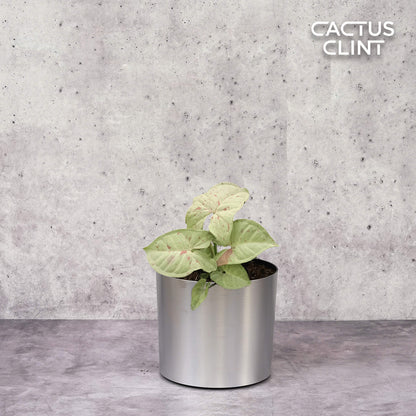 Syngonium 'Milk Confetti'