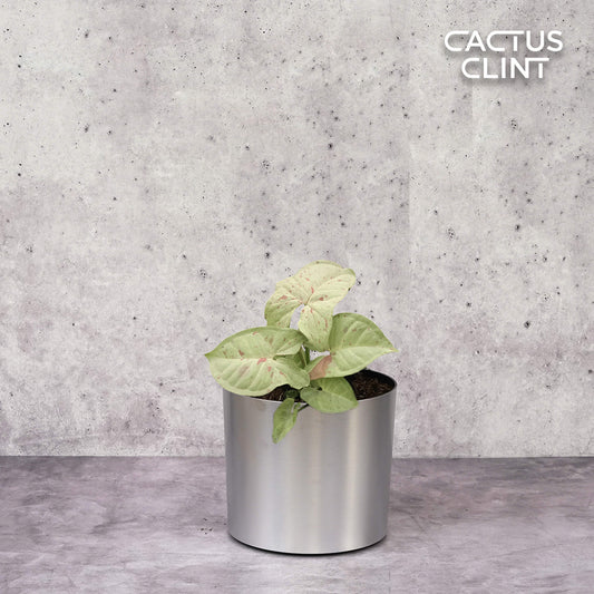 Syngonium 'Milk Confetti' | Cactus Clint