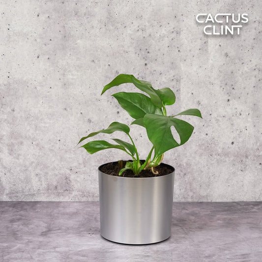 Philodendron Mini Monstera Minima | Cactus Clint