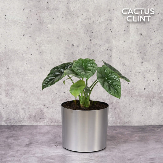 Alocasia 'Mirror Face' - 4" Pot | Cactus Clint
