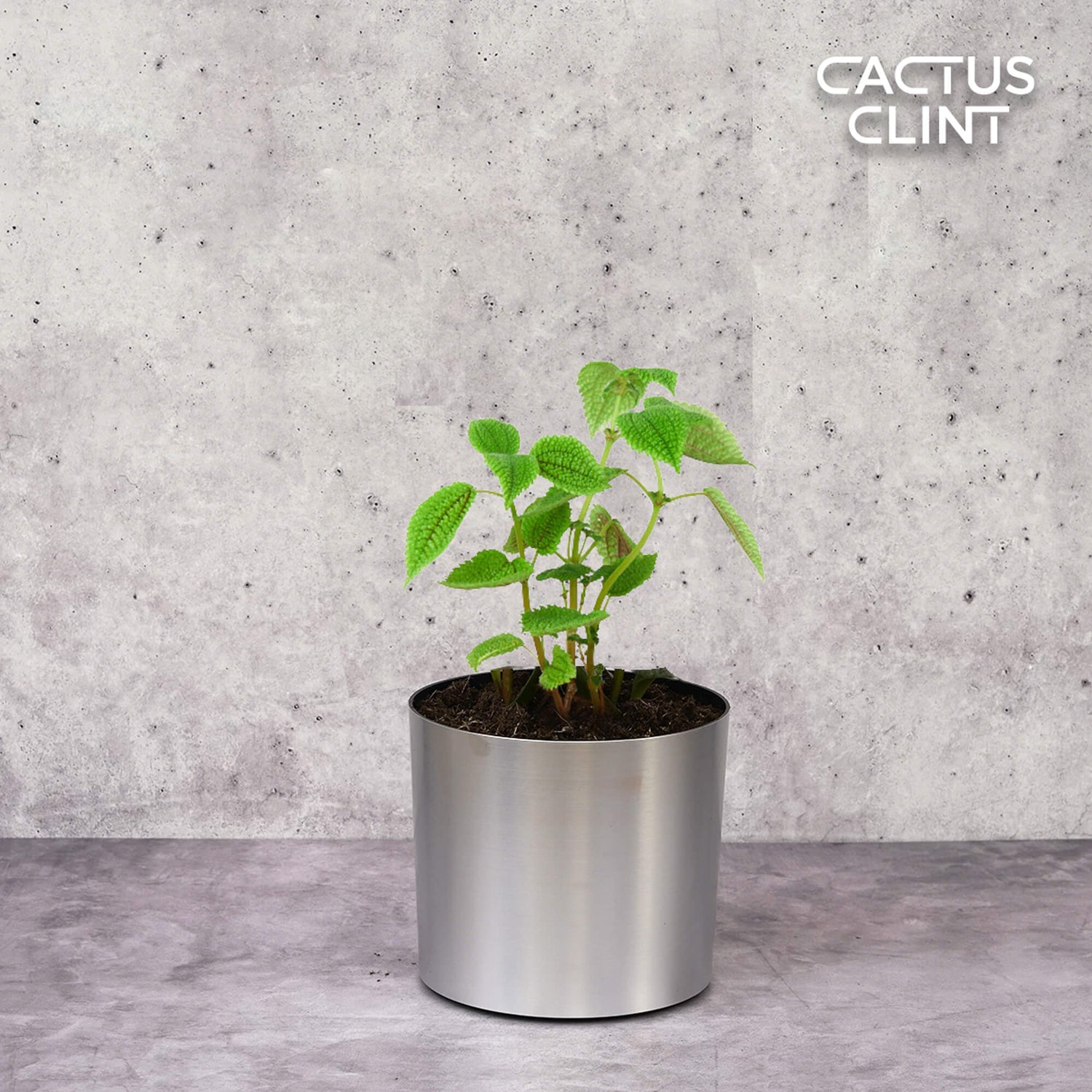  | Cactus Clint