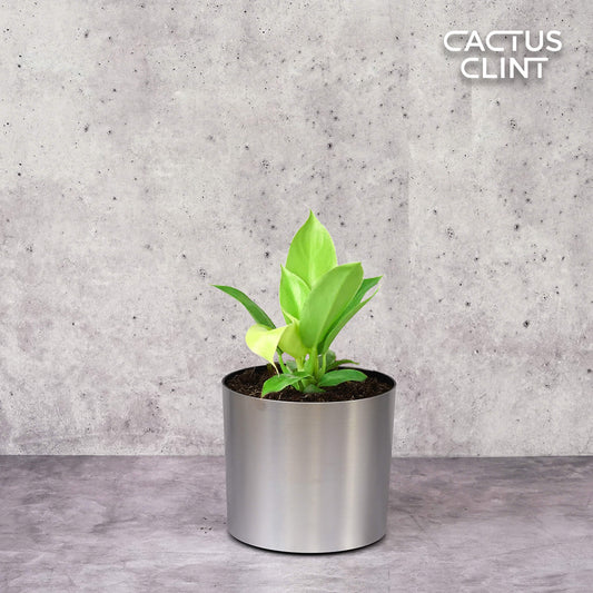 Philodendron 'Moonlight' | Cactus Clint