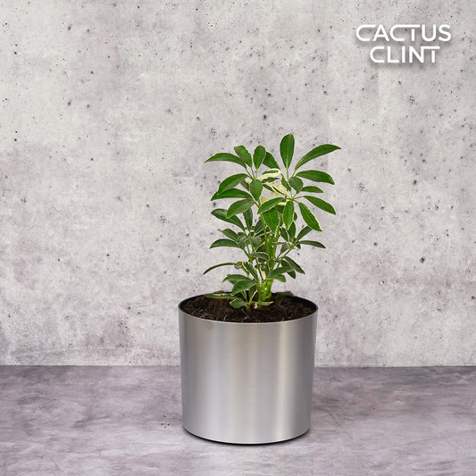 Schefflera Moonlight 'Umbrella Plant' | Cactus Clint