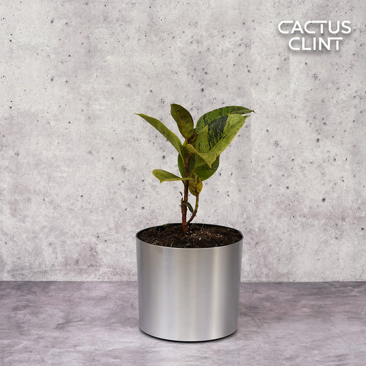 Ficus 'shivereana' (Moonshine) | Cactus Clint