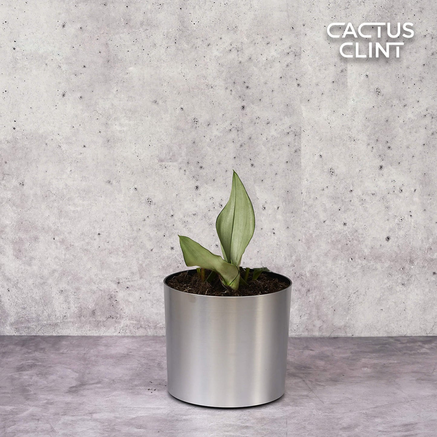 Snake Plant Moonshine | Cactus Clint