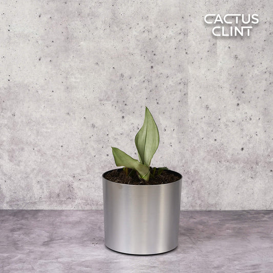 Snake Plant Moonshine | Cactus Clint