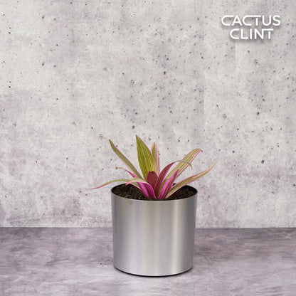 Oyster Plant 'Moses in the Cradle'