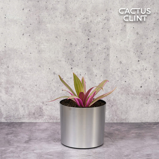 Oyster Plant 'Moses in the Cradle' | Cactus Clint