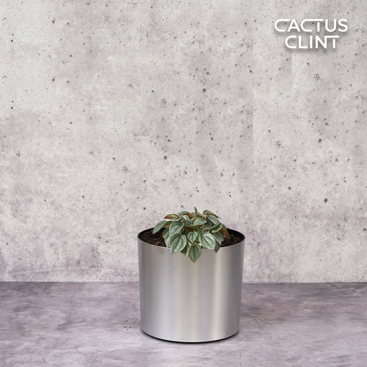 Peperomia 'Napoli Nights' - 4" Pot | Cactus Clint