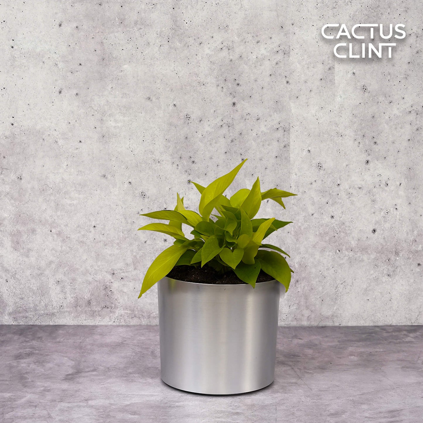Pothos 'Neon' | Cactus Clint