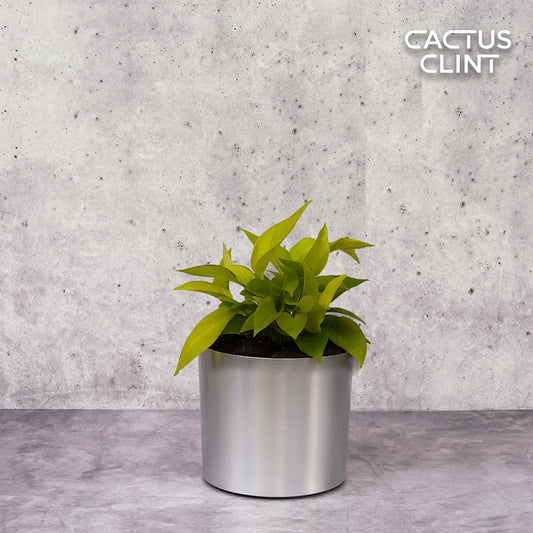Pothos 'Neon' | Cactus Clint