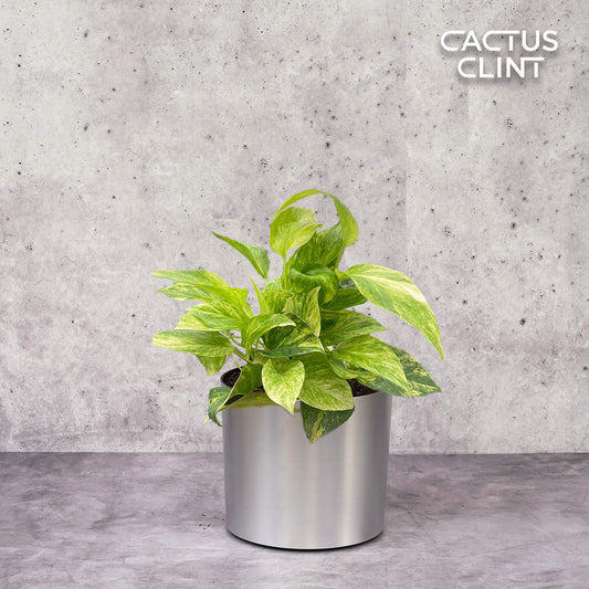 Pothos 'Neon Queen' | Cactus Clint