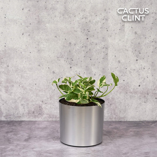 Pothos 'N'joy' | Cactus Clint