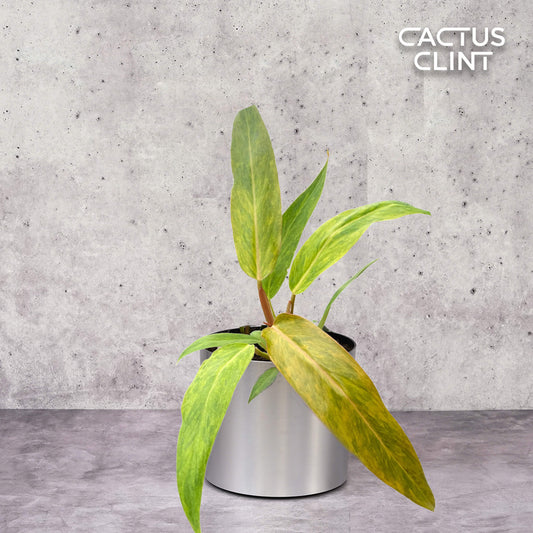 Philodendron 'Orange Marmalade' | Cactus Clint