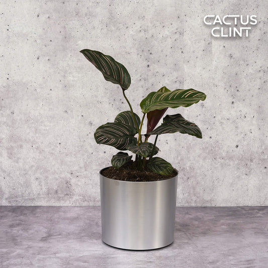 Calathea 'Ornata' | Cactus Clint
