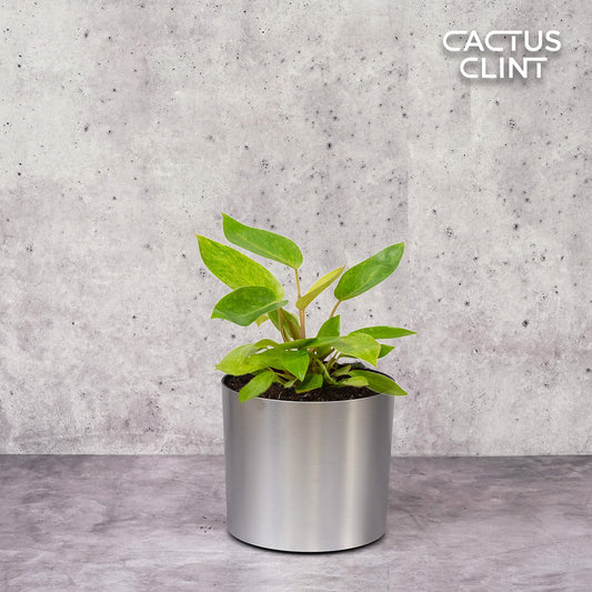 Philodendron 'Painted Lady' | Cactus Clint