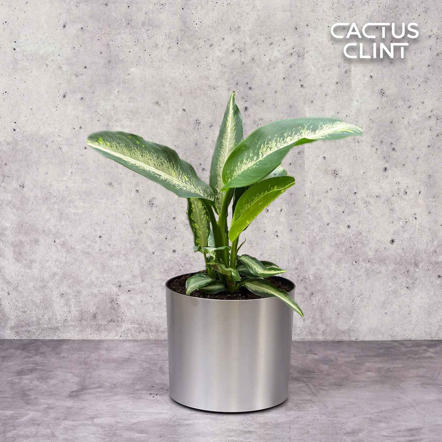 Dieffenbachia Panther | Cactus Clint