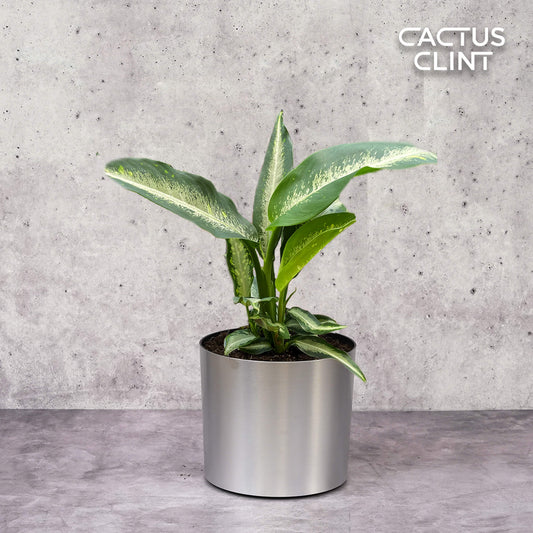 Dieffenbachia Panther | Cactus Clint
