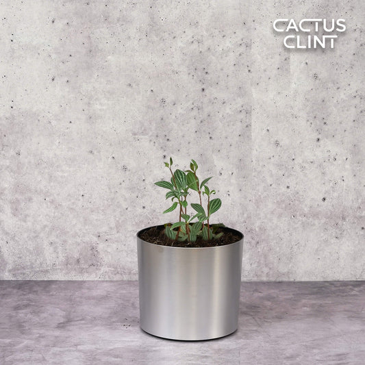 Peperomia 'Parallel' | Cactus Clint