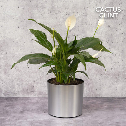 Spathiphyllum 'Peace Lily'