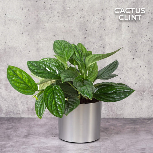 Monstera 'Peru' | Cactus Clint