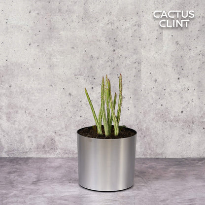 Senecio Stapeliiformis Pickle Plant