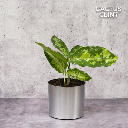 Chinese Evergreen Pictum Tricolor