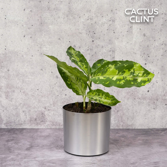 Chinese Evergreen Pictum Tricolor | Cactus Clint
