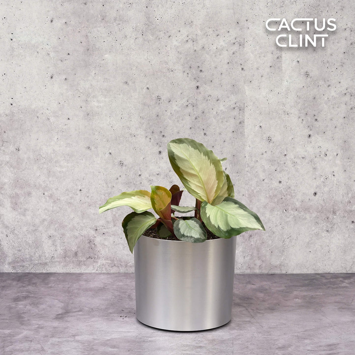 Calathea 'Picturata' | Cactus Clint