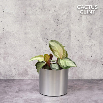Calathea 'Picturata'