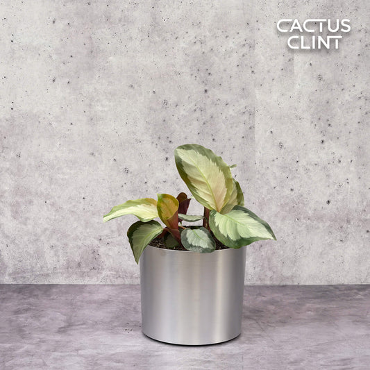 Calathea 'Picturata' | Cactus Clint