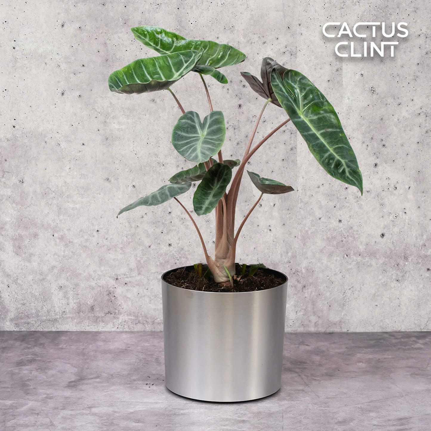 Alocasia Pink Dragon | Cactus Clint