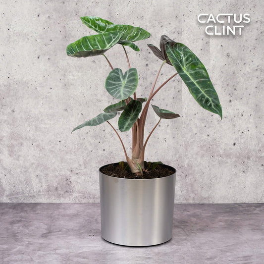 Alocasia Pink Dragon | Cactus Clint