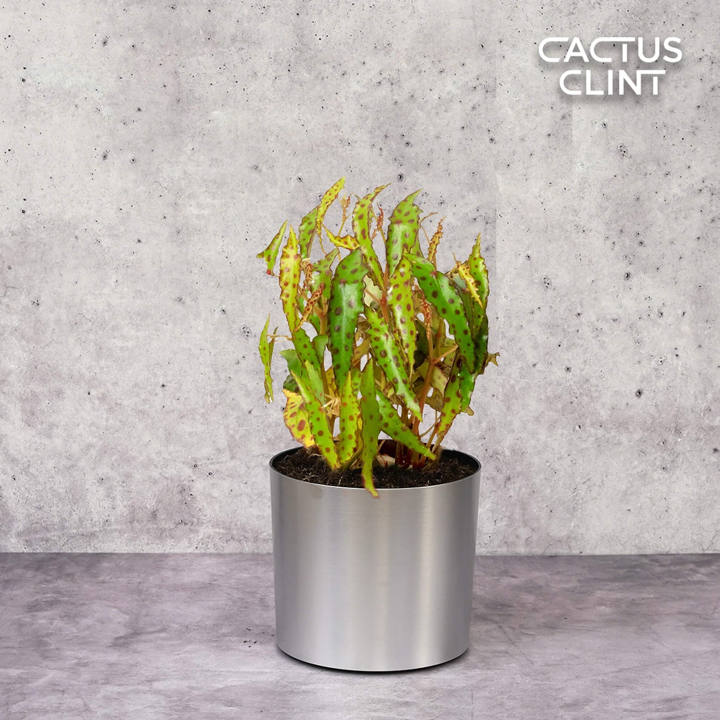 Begonia 'Pink Spotted' | Cactus Clint