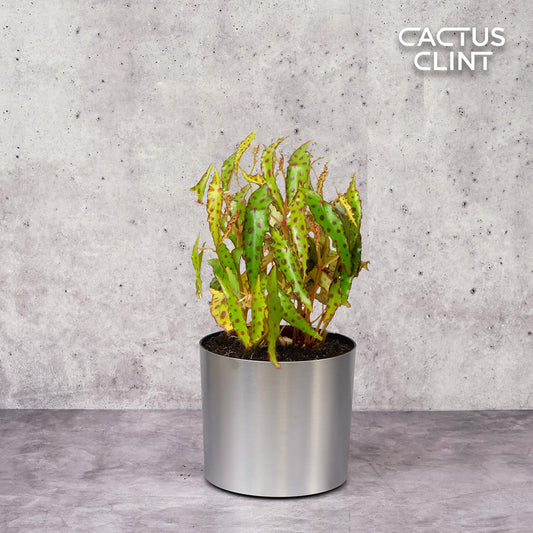 Begonia 'Pink Spotted' | Cactus Clint