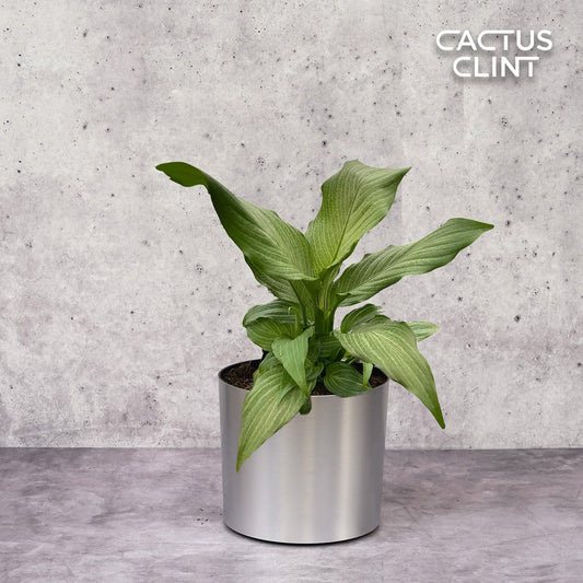 Spathiphyllum 'Platinum Mist' | Cactus Clint