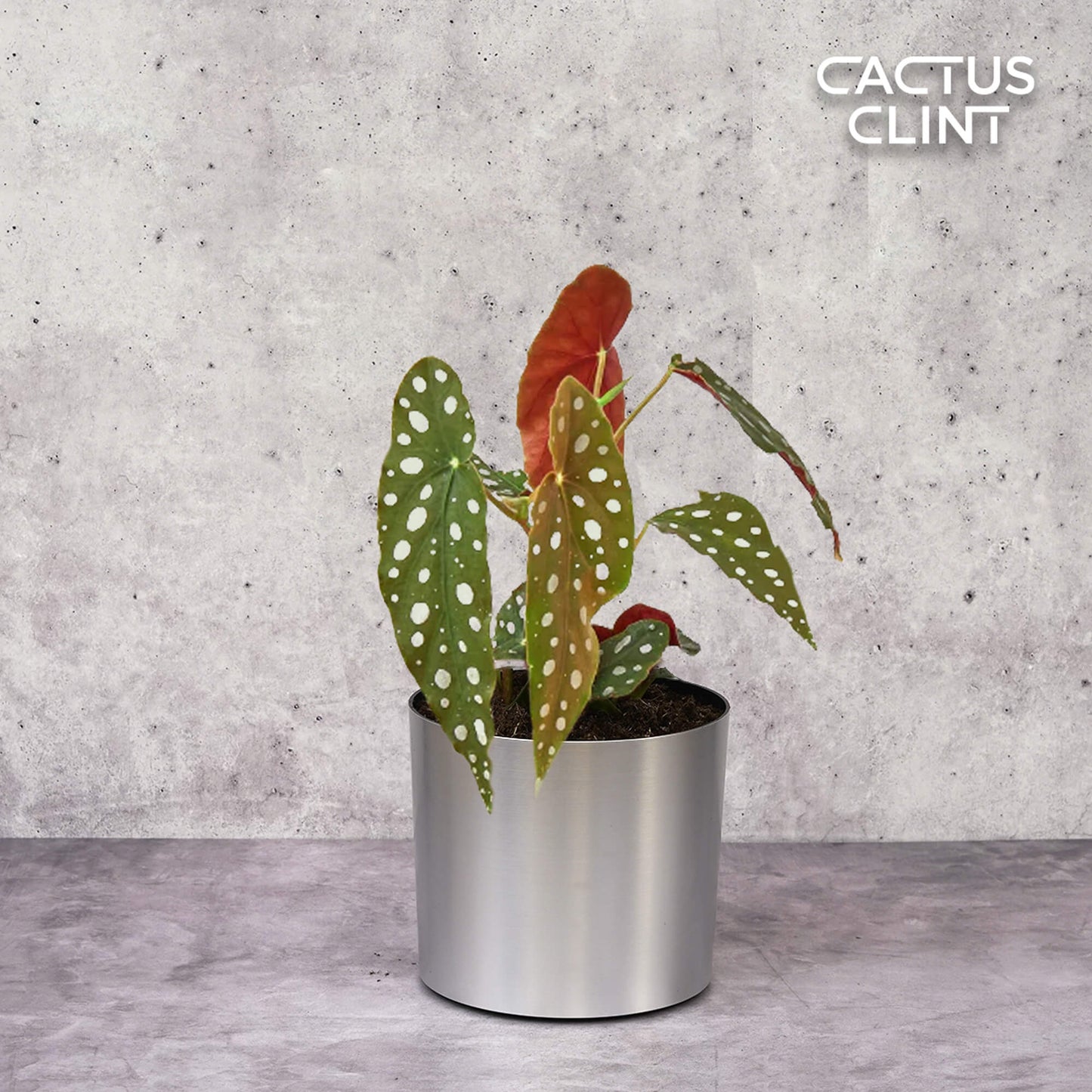 Begonia 'Maculata' | Cactus Clint